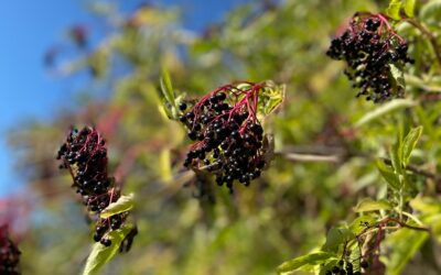 Elderberry Syrup Recipe: nature’s potent anti-viral immune support for coughs, colds, sore throats this winter!